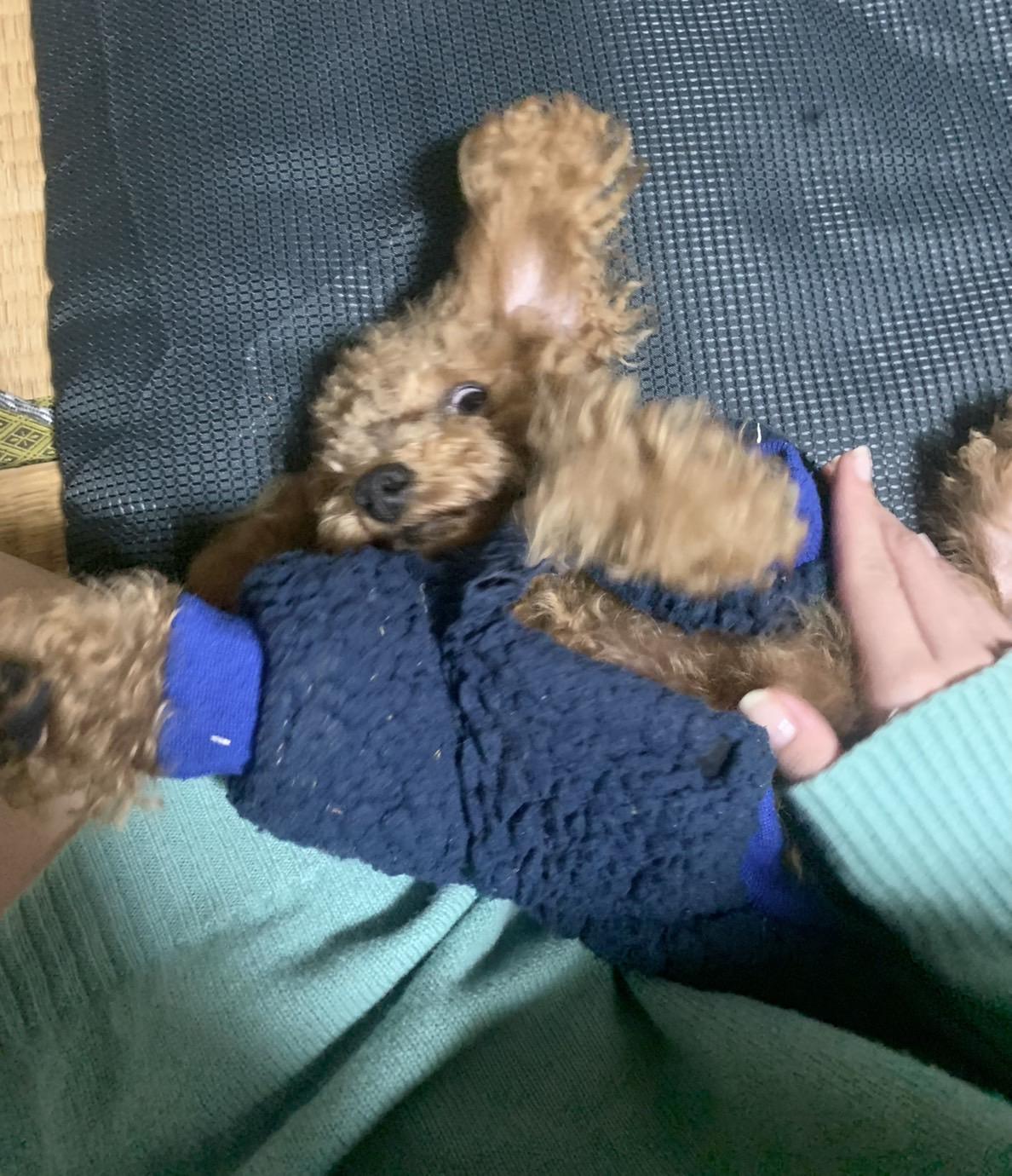 愛犬紹介